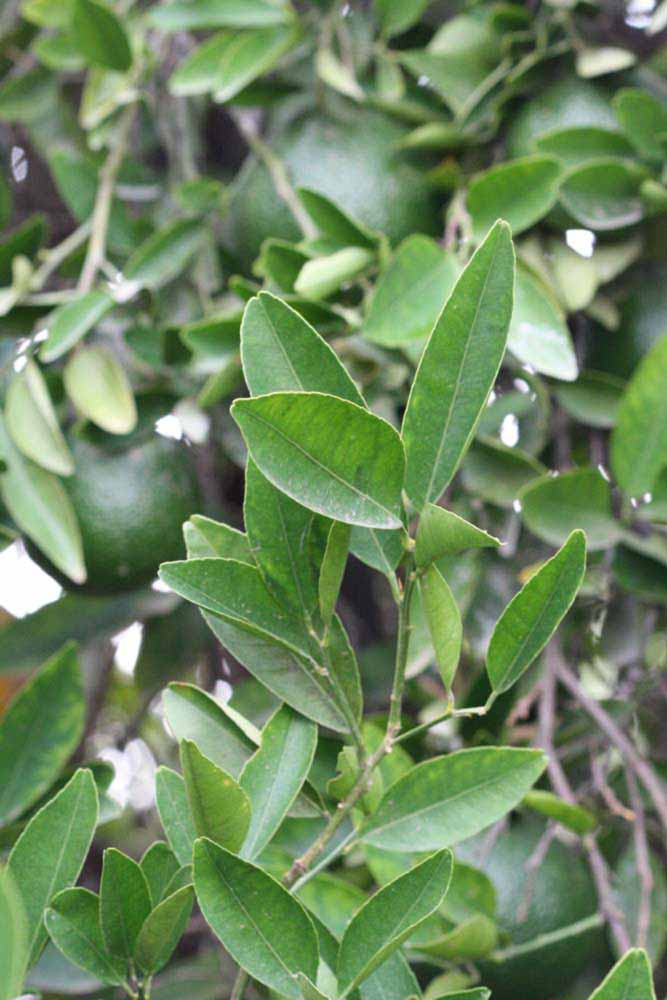              Sun leaves (Riverside, CA)       